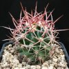 Echinocactus_polycephalus